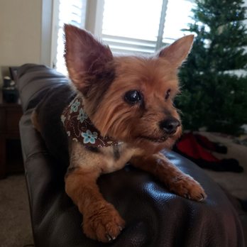 Spa 4 Paws Grooming - Tinkerbell - Pet Groomers Near Me Spa 4 Paws Grooming - Tinkerbell - Pet Groomers Near Me