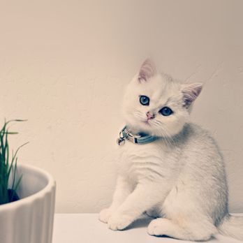 Lovablefluffs Cattery - Pet Breeders Near Me Lovablefluffs Cattery - Pet Breeders Near Me