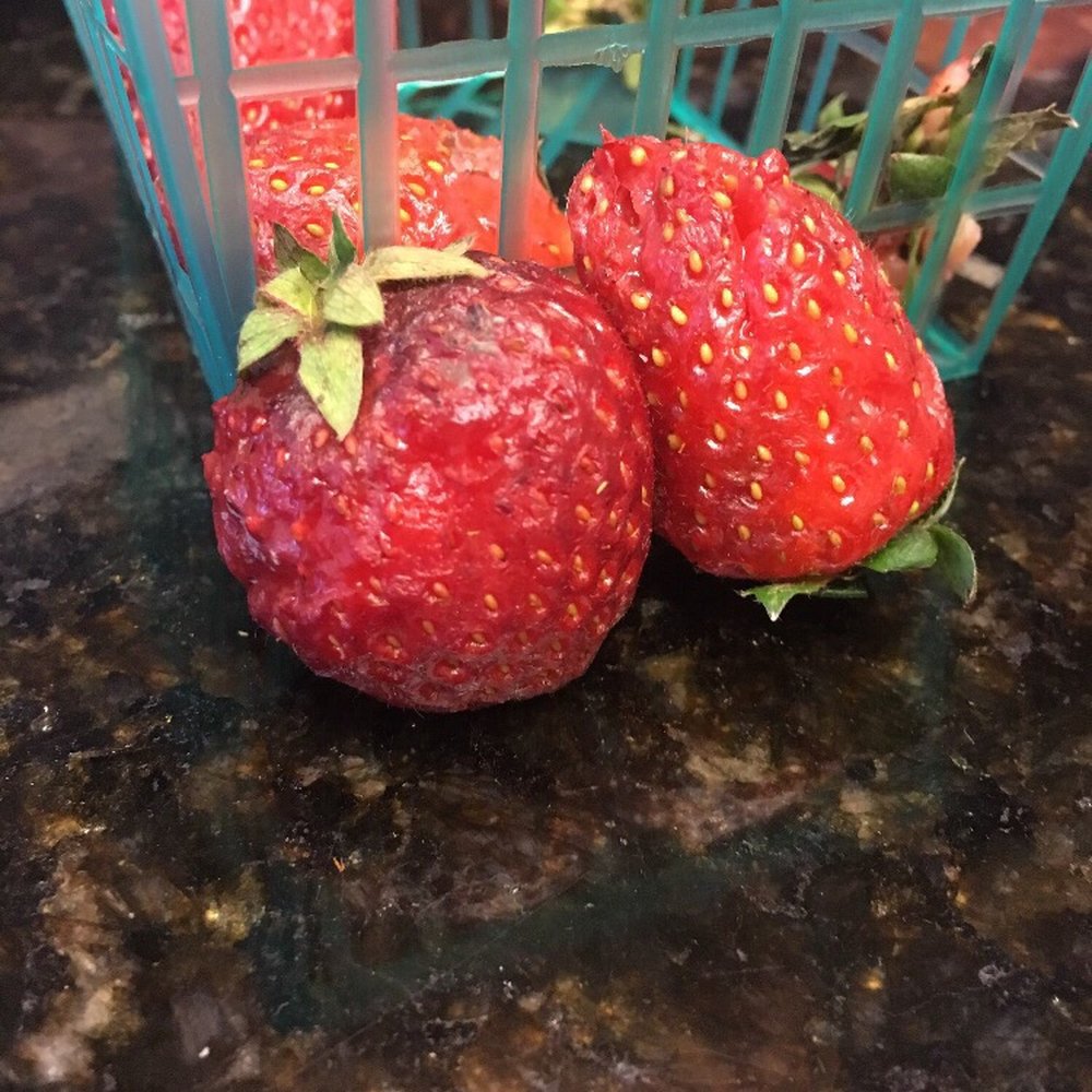 Mostly all strawberries on the bottom of the baskets were like this. Mostly all strawberries on the bottom of the baskets were like this.