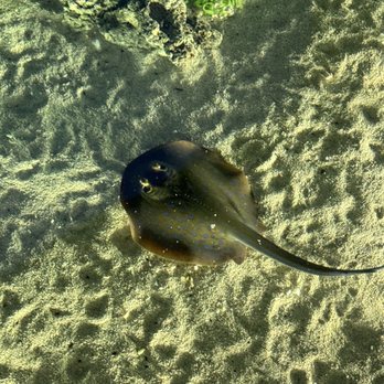 Shedd Aquarium - Stingray - Aquariums Near Me - Chicago, Illinois Shedd Aquarium - Stingray - Aquariums Near Me - Chicago, Illinois
