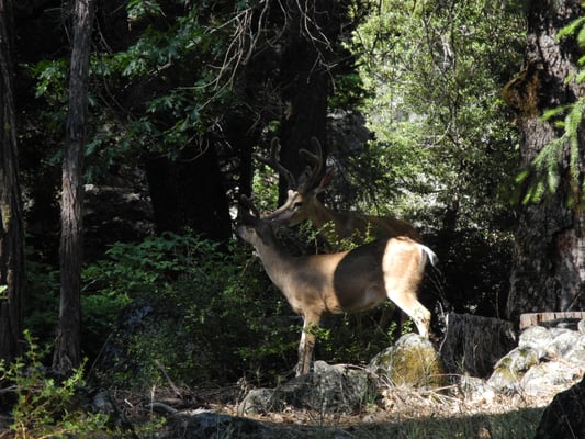 Yosemite Conservation Heritage Center by null