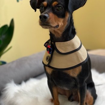 Bubble Pup Salon - Pet Groomers Near Me - Los Angeles, California Bubble Pup Salon - Pet Groomers Near Me - Los Angeles, California