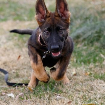 Modern K9 Solutions - Pet Training Near Me - Warrenton, Missouri Modern K9 Solutions - Pet Training Near Me - Warrenton, Missouri