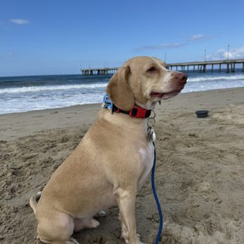 Patron K9 Academy - Pet Training Near Me