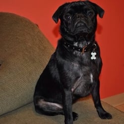 Our Best Friend - Morris