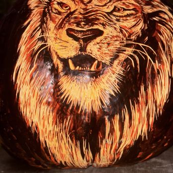 Minnesota Zoo - AMAZING lion! - Zoos Near Me - Apple Valley, Minnesota Minnesota Zoo - AMAZING lion! - Zoos Near Me - Apple Valley, Minnesota