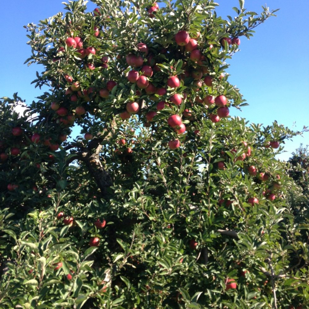Lagoner Farms - Delicious crop of apples this year - Fruits & Veggies Near Me - Williamson, New York Lagoner Farms - Delicious crop of apples this year - Fruits & Veggies Near Me - Williamson, New York