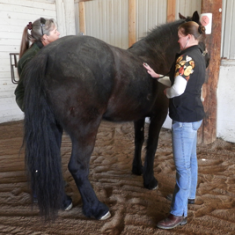 King's Kreatures - Veterinarians Near Me - Yoder, Colorado