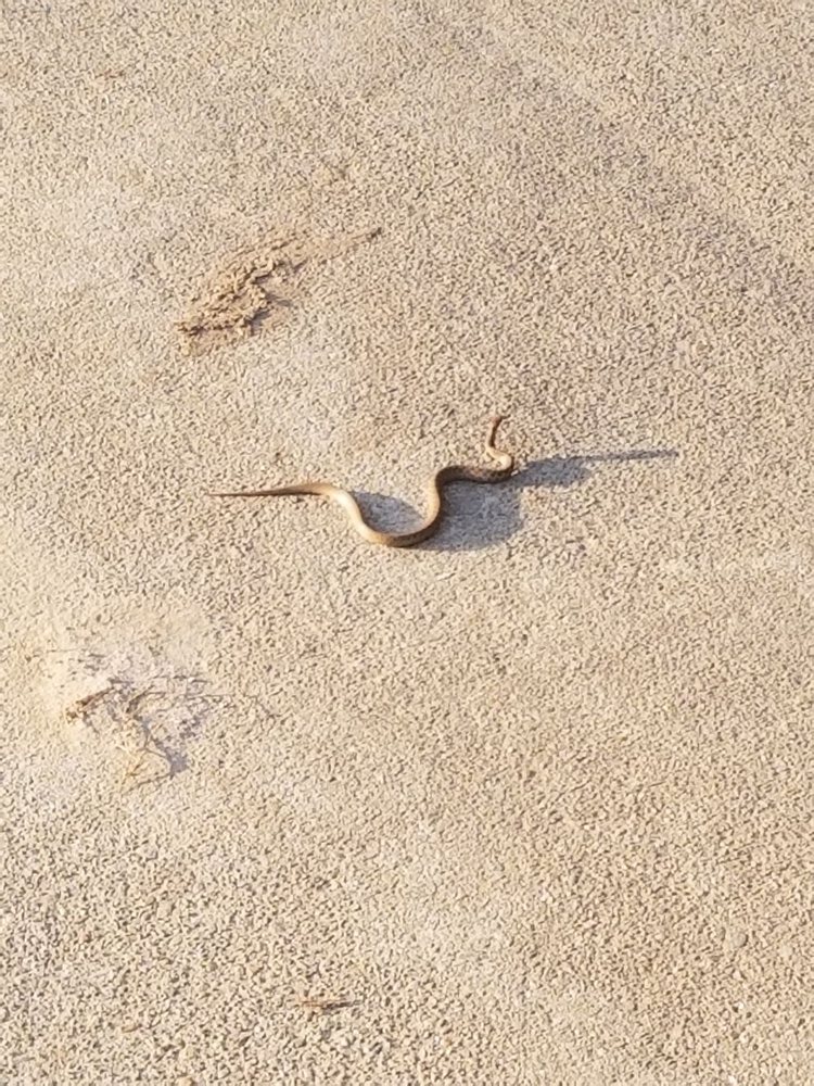 THE GOLF CLUB AT BRADSHAW FARMS 61 Photos & 19 Reviews 3030