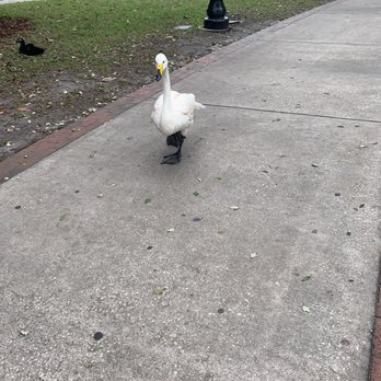 Lake Eola Park - Parks Near Me - Orlando, Florida Lake Eola Park - Parks Near Me - Orlando, Florida