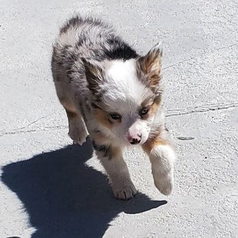 Blue Sky Puppies - Clearwater - Snugs - Pet Adoption Near Me - Clearwater, Florida