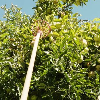 Stone Pantry Orchard - Pick Your Own Farms Near Me - Yucaipa, California Stone Pantry Orchard - Pick Your Own Farms Near Me - Yucaipa, California