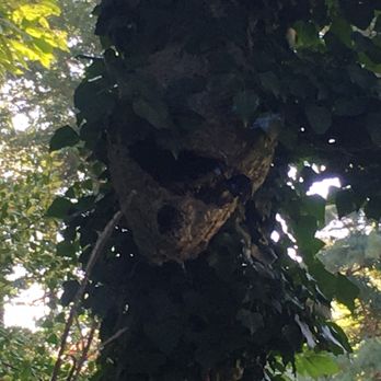 Shamrock Pest Control - Huge Bald face hornets nest I knocked down. - Pest Control Near Me Shamrock Pest Control - Huge Bald face hornets nest I knocked down. - Pest Control Near Me