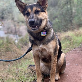 Off Leash K9 Training Sacramento - Pet Training Near Me - Sacramento, California Off Leash K9 Training Sacramento - Pet Training Near Me - Sacramento, California