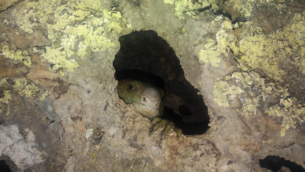 Social spots from Collison Zoo