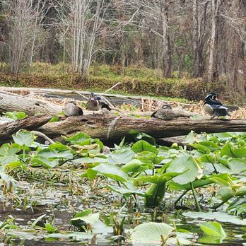 Epic Paddle Adventures - Paddleboarding Near Me - Orlando, Florida