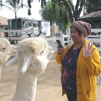 The Alpaca Hacienda - Attraction Farms Near Me - Temecula, California