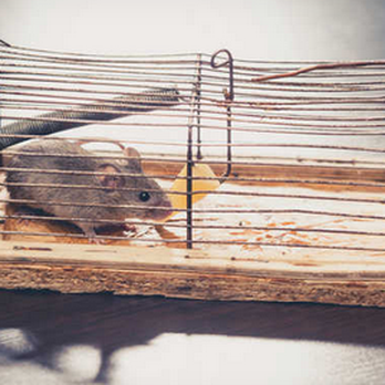 American Pest Control - Pest Control Near Me - Mount Laurel, New Jersey