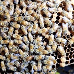 The Valley Hive - 2024 Italian queen from the Valley Hive with Cordovan genetics... see if you can spot her