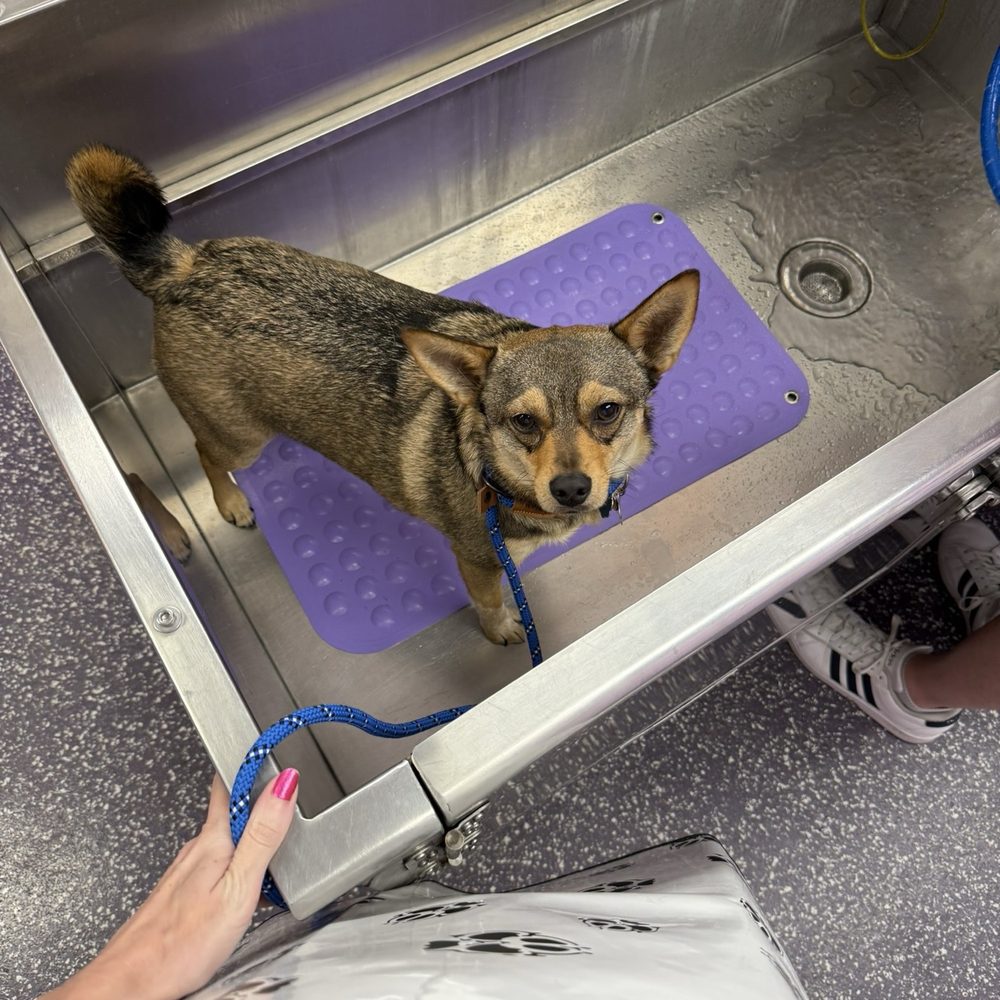 Wag N' Wash Natural Pet Food & Grooming - Dog wash - Pet Groomers Near Me - Eagan, Minnesota Wag N' Wash Natural Pet Food & Grooming - Dog wash - Pet Groomers Near Me - Eagan, Minnesota