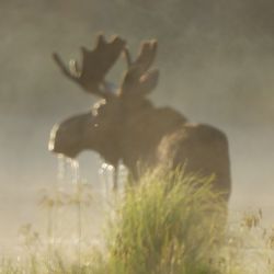 Moosehead Area Guide Service - Bull in the water feeding, the water is running of his chin and neck.