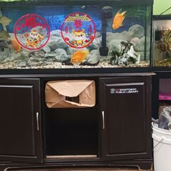Lucky Bamboo - A nice fish tank with tropical fish.