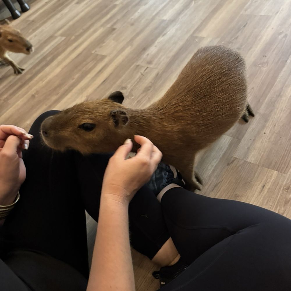 The Capybara Cafe - Baby Cappy! - Themed Cafes Near Me - St. Augustine, Florida The Capybara Cafe - Baby Cappy! - Themed Cafes Near Me - St. Augustine, Florida