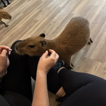 The Capybara Cafe - Baby Cappy! - Themed Cafes Near Me - St. Augustine, Florida The Capybara Cafe - Baby Cappy! - Themed Cafes Near Me - St. Augustine, Florida