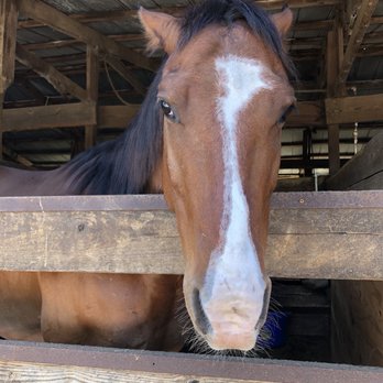 Turkey Creek Stables - Gorgeous horses! - Horseback Riding Near Me - Plant City, Florida Turkey Creek Stables - Gorgeous horses! - Horseback Riding Near Me - Plant City, Florida