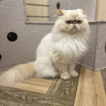 Cat Cafe Moff - Kili the flame point Himalayan - Themed Cafes Near Me - Honolulu, Hawaii