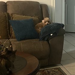 Whitehouse Veterinary Hospital - He is usually jumping around now he's hiding his tail. His ears are shade, and you can see some shaved spots on him.