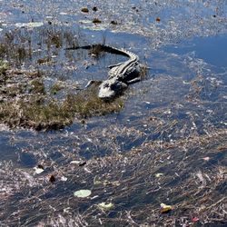 Everglades Airboat Tours