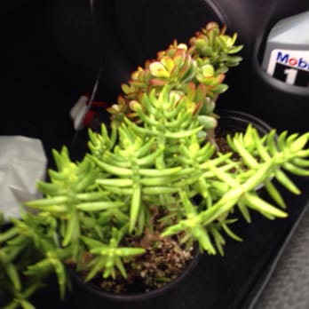Star Pine Nursery - Got a good deal on these two succulents! $4 each! - Nurseries & Gardening Near Me - San Marcos, California Star Pine Nursery - Got a good deal on these two succulents! $4 each! - Nurseries & Gardening Near Me - San Marcos, California