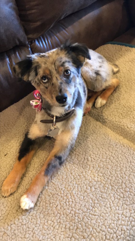 AMYS PUPPY LOVE SPA Updated September 2024 2170 35th Ave, Greeley, Colorado Pet Groomers