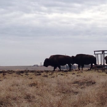 Buffalo Ridge Country Store - a herd of buffalos - Gas Stations Near Me - Buffalo Ridge, South Dakota
