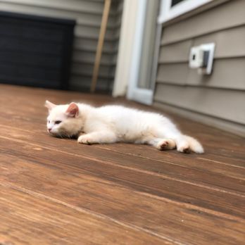 Mobile Housecall Veterinary Services - Mobile Vet Wake Forest - Veterinarians Near Me Mobile Housecall Veterinary Services - Mobile Vet Wake Forest - Veterinarians Near Me