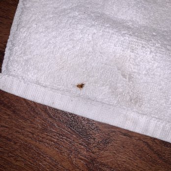 Sierra Lodge - Infested with roaches!!! - Hotels Near Me - Three Rivers, California Sierra Lodge - Infested with roaches!!! - Hotels Near Me - Three Rivers, California