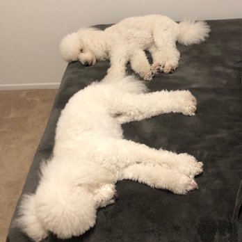 Viva La Pooch - Jax and Wrigley before the cut - Pet Groomers Near Me - Mission Viejo, California Viva La Pooch - Jax and Wrigley before the cut - Pet Groomers Near Me - Mission Viejo, California