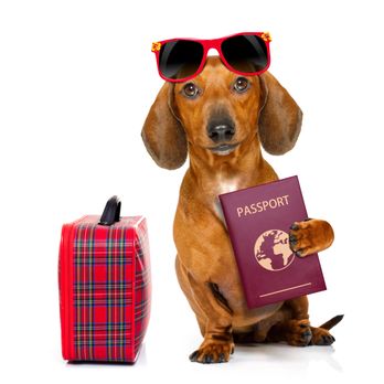 Ruff Day Resort - Boarding - Pet Training Near Me - Webster, New York