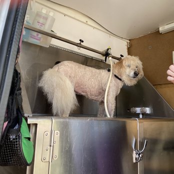 You Dirty Dog - all washed waiting for my blowout - Pet Groomers Near Me