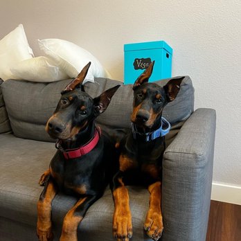 Creature Comfort Animal Clinic - Veterinarians Near Me - Arlington, Texas Creature Comfort Animal Clinic - Veterinarians Near Me - Arlington, Texas