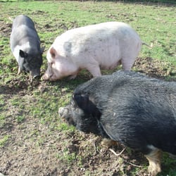 Hängebauchschweine in Uslar Wiensen