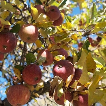 Willowbrook Apple Farm - Stayman Winesap Apples - Pick Your Own Farms Near Me - Oak Glen, California