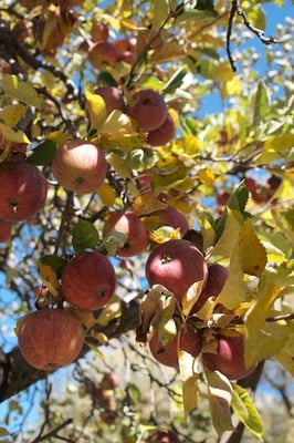 Willowbrook Apple Farm by null