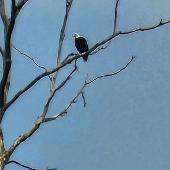 Sequoyah National Wildlife Refuge - Bald Eagle - Parks Near Me - Vian, Oklahoma