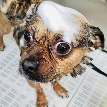 Dirty Paws Pet Grooming - Pet Groomers Near Me - Phoenix, Arizona Dirty Paws Pet Grooming - Pet Groomers Near Me - Phoenix, Arizona