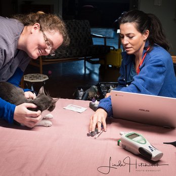 Desert Paws Mobile Veterinary Care - Dr. Martin & Kristy at work. - Veterinarians Near Me - Tucson, Arizona Desert Paws Mobile Veterinary Care - Dr. Martin & Kristy at work. - Veterinarians Near Me - Tucson, Arizona