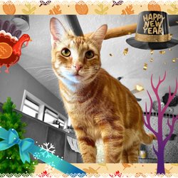 Joyful Pets and Homes