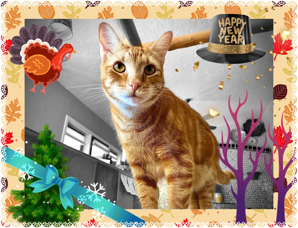 Joyful Pets and Homes - pet boarding facility in Green Valley, AZ
