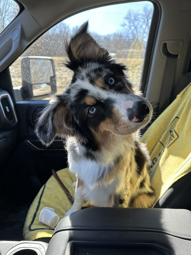 LYSA’S PET GROOMING Updated September 2024 112 E Ct Ave, Winterset